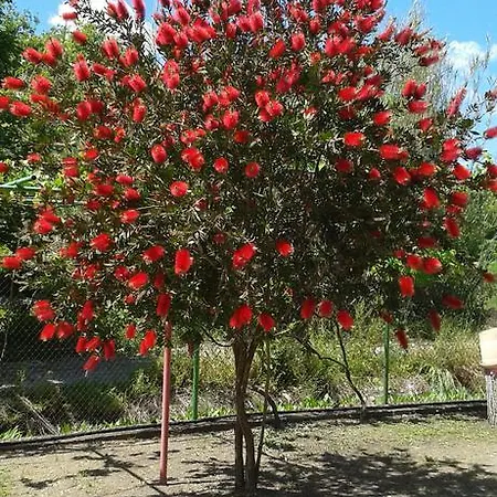 Pensionat The Red Dragon