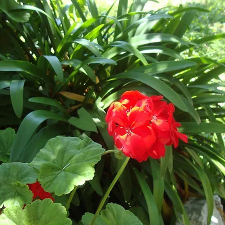 The Red Dragon Pensionat Dassia (Corfu)