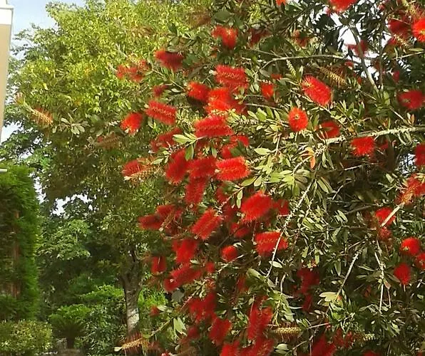 The Red Dragon Exclusive 4*