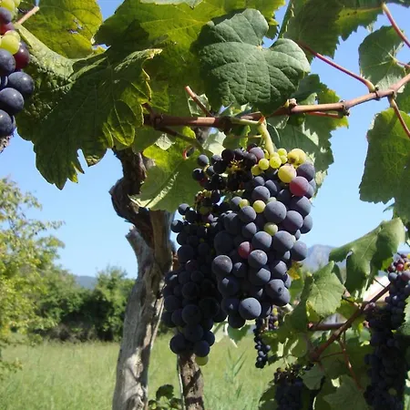 The Red Dragon Casa de hóspedes Dassia (Corfu)